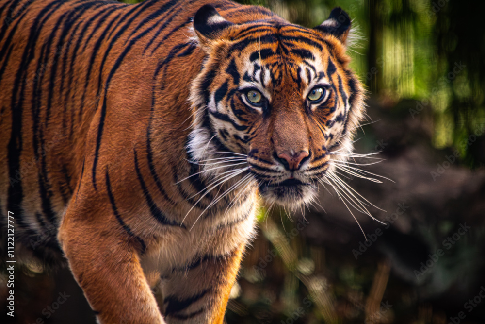Fototapeta premium Sumatratiger in der Wildnis – majestätischer Raubtierblick