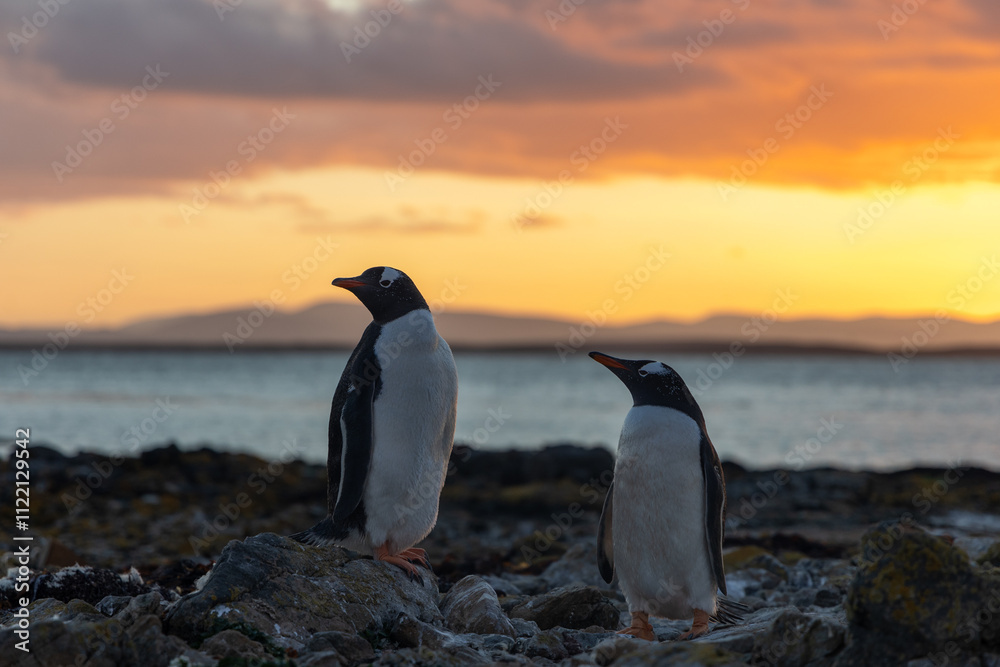 Obraz premium Pingüinos Gentoo en la playa