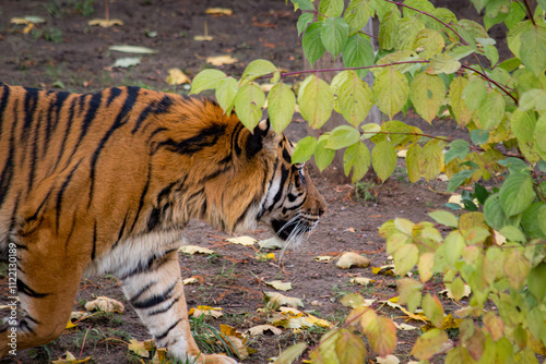 Sumatratiger in der Wildnis – majestätischer Raubtierblick photo