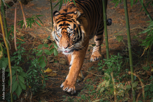 Sumatratiger in der Wildnis – majestätischer Raubtierblick photo