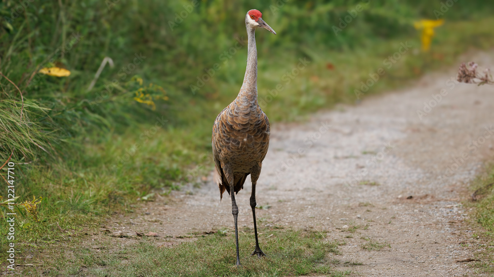 Naklejka premium Sandhill Crane