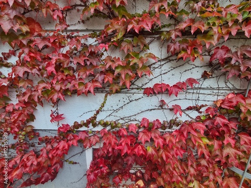 wunderschöne Herbstblätter, herrliche Rottöne, an einer Wand in Berlin Johannisthal (Treptow/Köpenick) photo