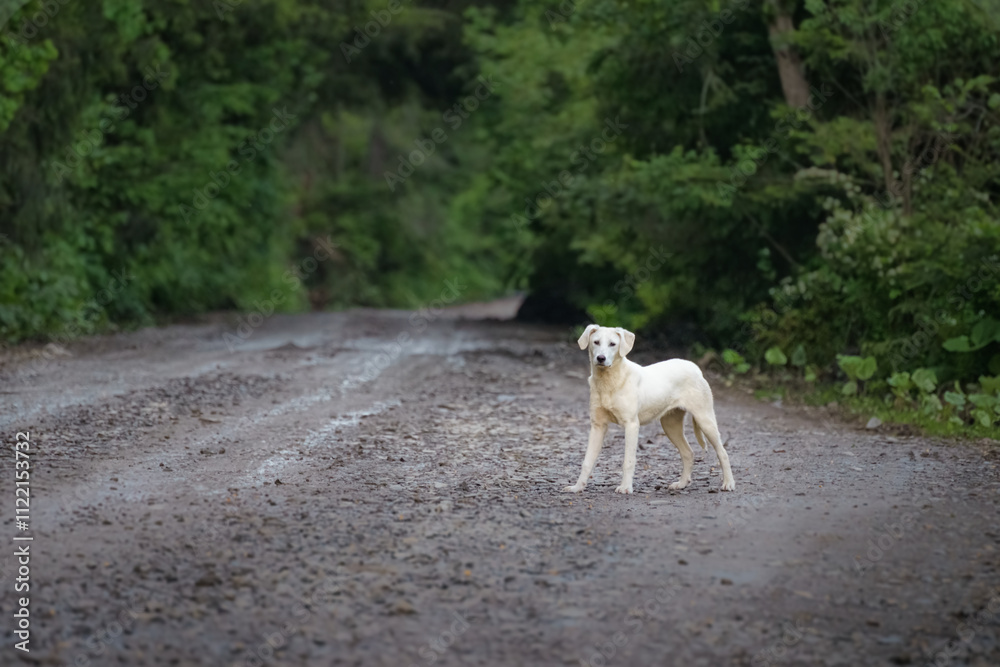 Obraz premium Puppy on the edge of a forest road lined with pine trees