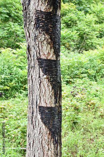 Japanese lacquer tree with horizontal cuts on the bark. Dark harden sap is visible. The precise incisions reflect the traditional sap harvesting process for urushi lacquer. Okukuji area of Japan.