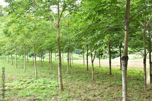 A row of Japanese lacquer trees with slender trunks and lush, feathery green leaves in the Okukuji area of Japan. Urushi is the natural sap collected by tapping the bark with horizontal cuts. photo