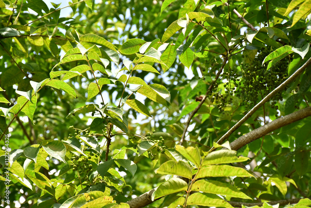 Obraz premium Green leaves of a Japanese urushi lacquer tree, gracefully fanned out, glisten under sunlight, highlighting their vibrant hue and smooth, elegant texture.