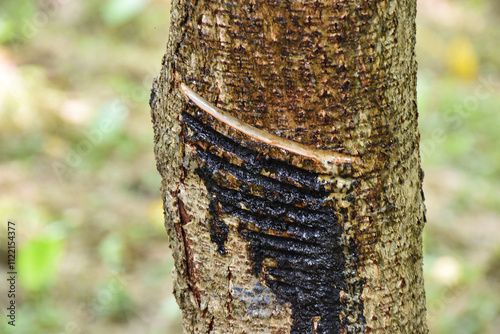 art, asian, bark, botany, branch, design, eco, ecology, element, environment, floral, forest, green, growth, handmade, harvesting, inden, japan, japanese, japanese lacquer, lacquer, leaf, leafy, life,