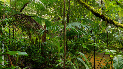 Atlantic Rainforest