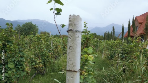 Vineyard in Kakheti Georgia with mountains in the background
