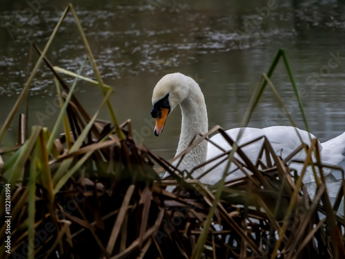 The nosey swan on the lake