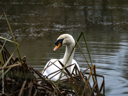 The nosey swan on the lake photo