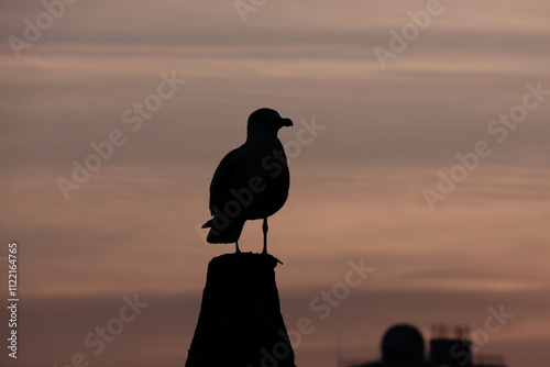 silhouette of a seagull