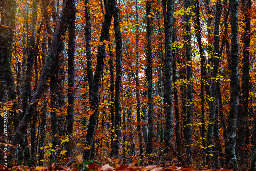 Fototapeta premium Autumn landscape. Beautiful colors of autumn and nature. Colorful nature background.