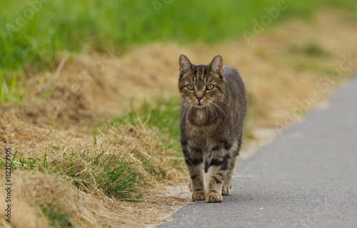 tabby tomcat on his way to hunt mice, tomcat looking in the camera, cat on the lookout, brown cat in the field, cat looking for a mouse, tomcat runs along a road by a field