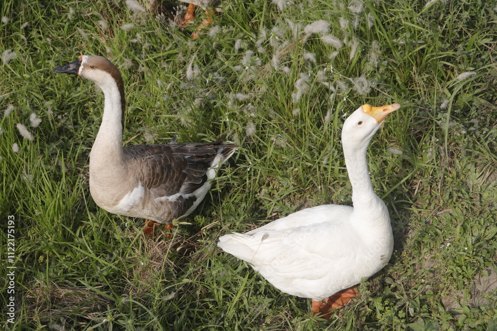 Obraz premium Elegant Geese in a Verdant Meadow