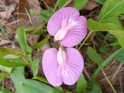 Flor do Ceerrado, Centrosema, clitoral, Brazilian cerrado