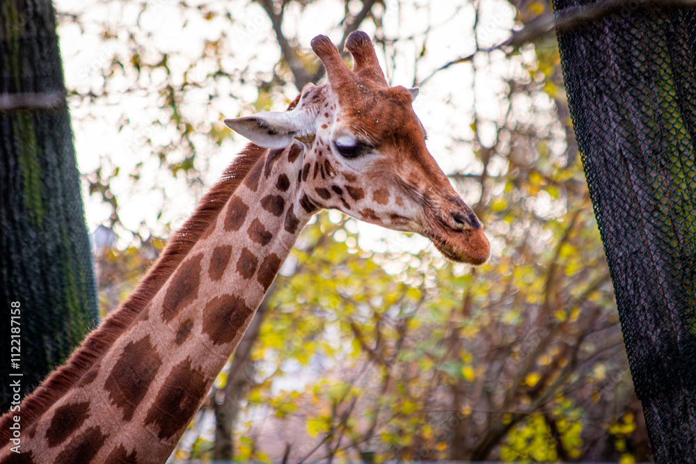 Obraz premium Majestätische afrikanische Giraffe
