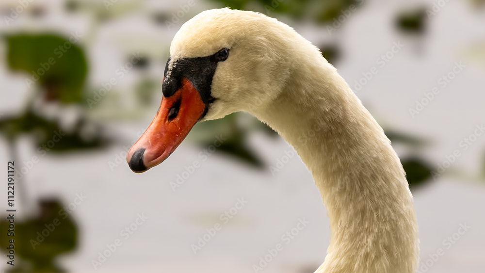 Fototapeta premium Swan