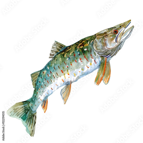 A watercolor vector of a Pike, isolated on a white background. Pike vector.