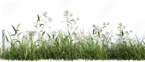Meadow grassy shapes, isolated on white, ideal for nature, landscape, aorganic design concepts