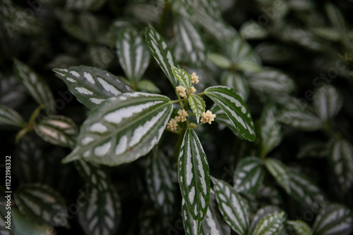 Clearweed plant photo