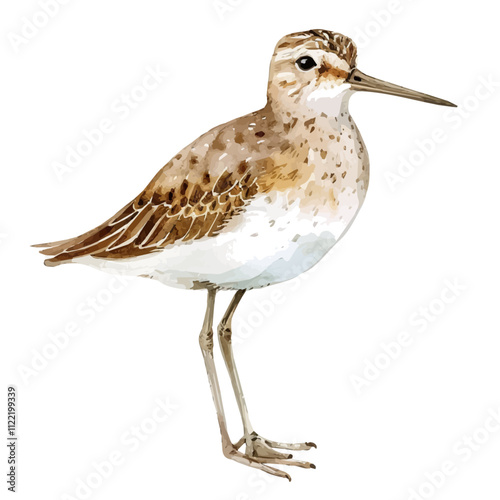 A watercolor painting of a Sandpiper, isolated on a white background. Sandpiper vector.