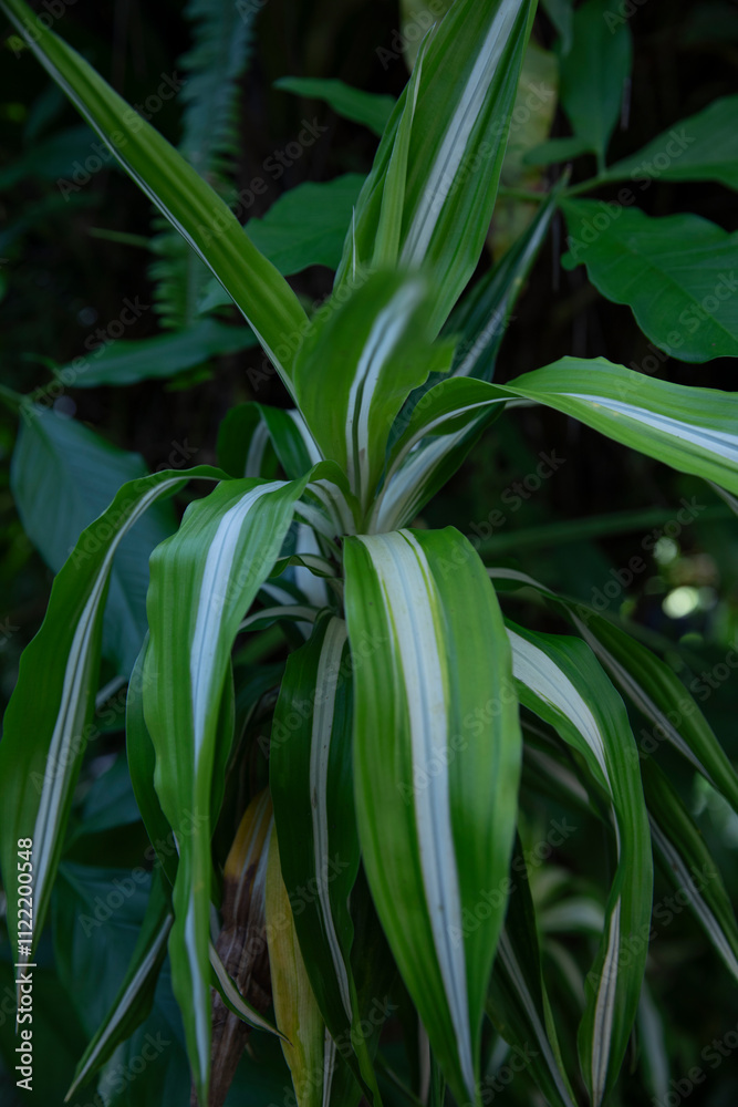 Obraz premium Dracaena deremensis 'Lemon Lime'