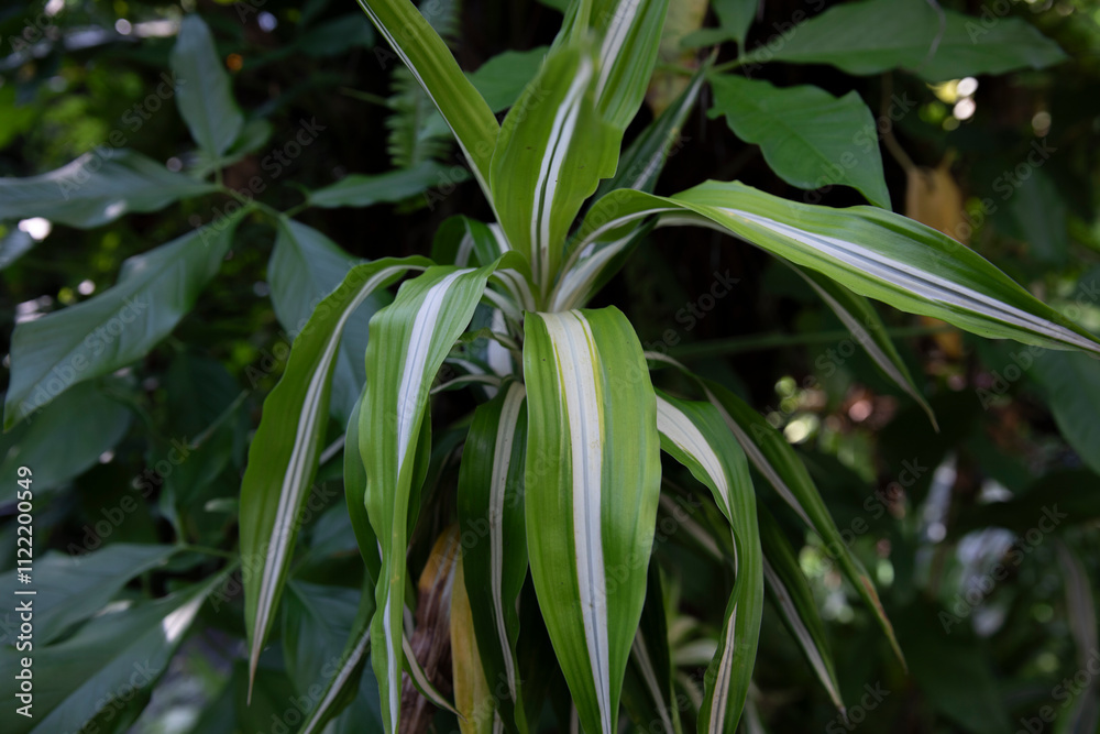 Obraz premium Dracaena deremensis 'Lemon Lime'