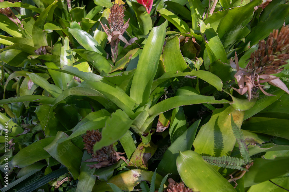 Obraz premium flaming torch flower