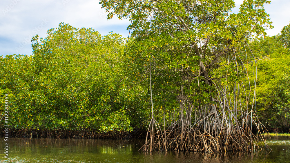 Obraz premium Manglares