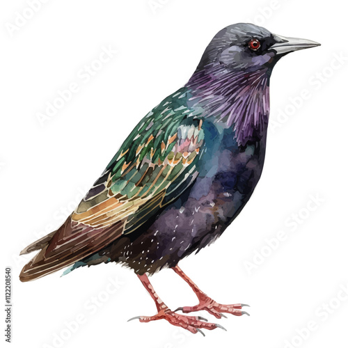 A watercolor vector of a Starling, isolated on a white background. Starling vector.