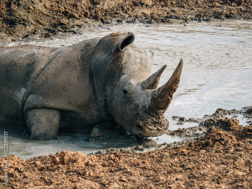 Canvastavla rhinoceros wallowing in a muddy waterhole in African savanna