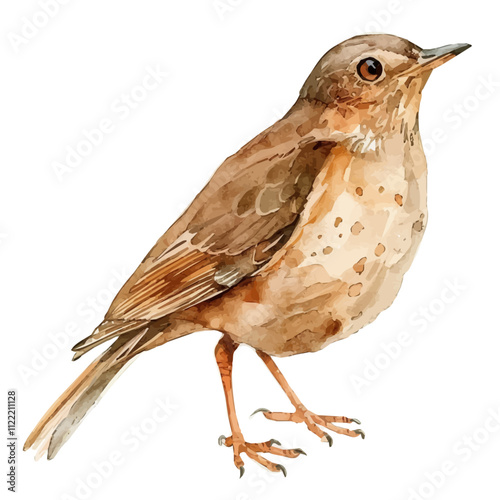 A watercolor drawing of a Thrush, isolated on a white background. Thrush vector.