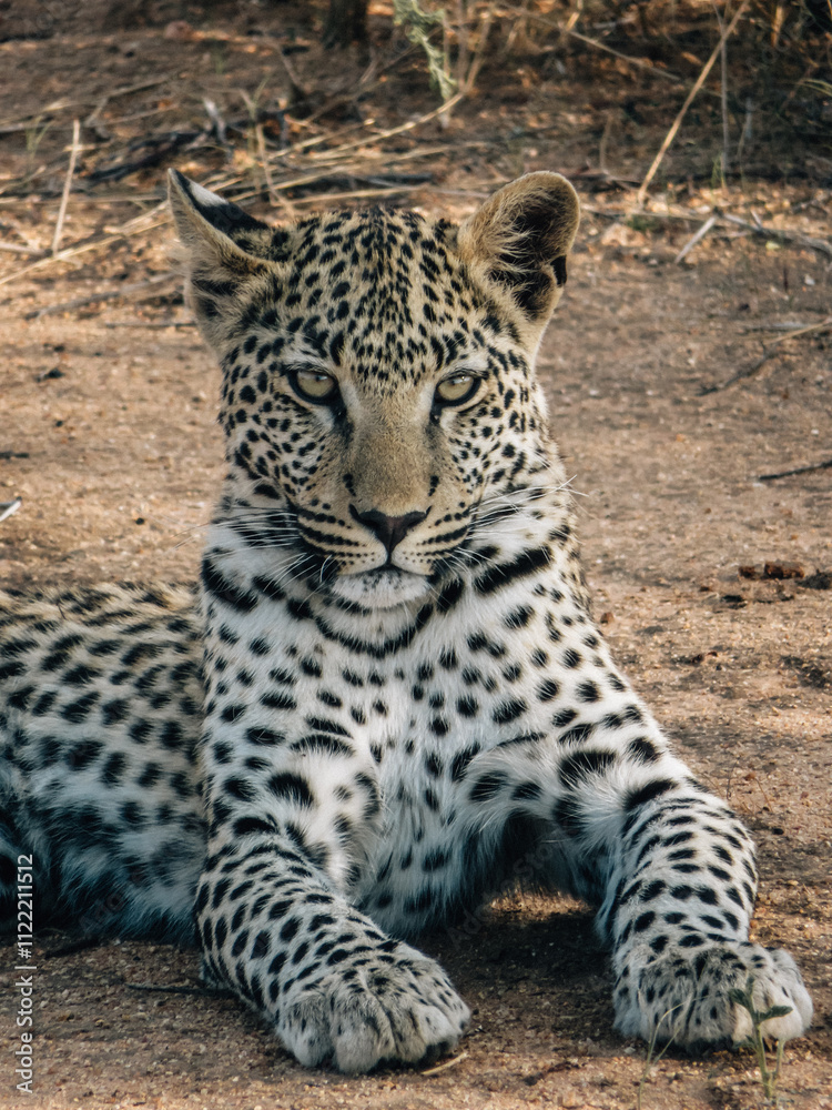 Obraz premium Leopard resting on sandy ground in African savanna. Wildlife photography showcasing big cat in natural habitat