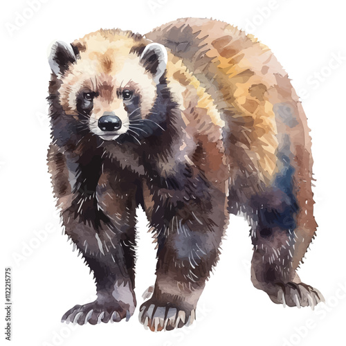 A watercolor vector of a Wolverine, isolated on a white background. Wolverine vector.