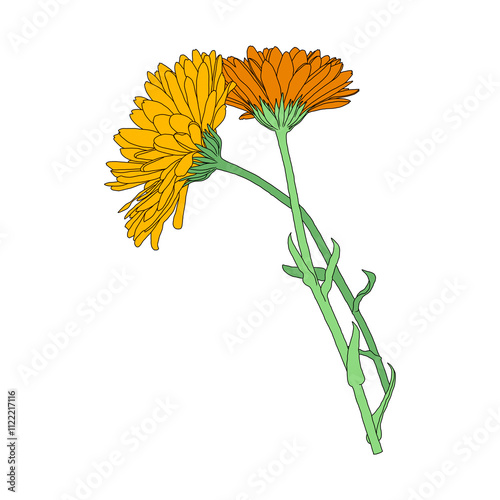 Two orange marigold flowers, digital painting isolated on a transparent background, png