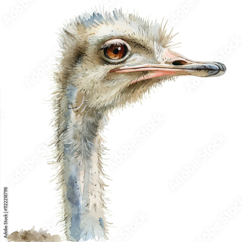 A watercolor drawing of an Ostrich, isolated on a white background. Ostrich vector.
