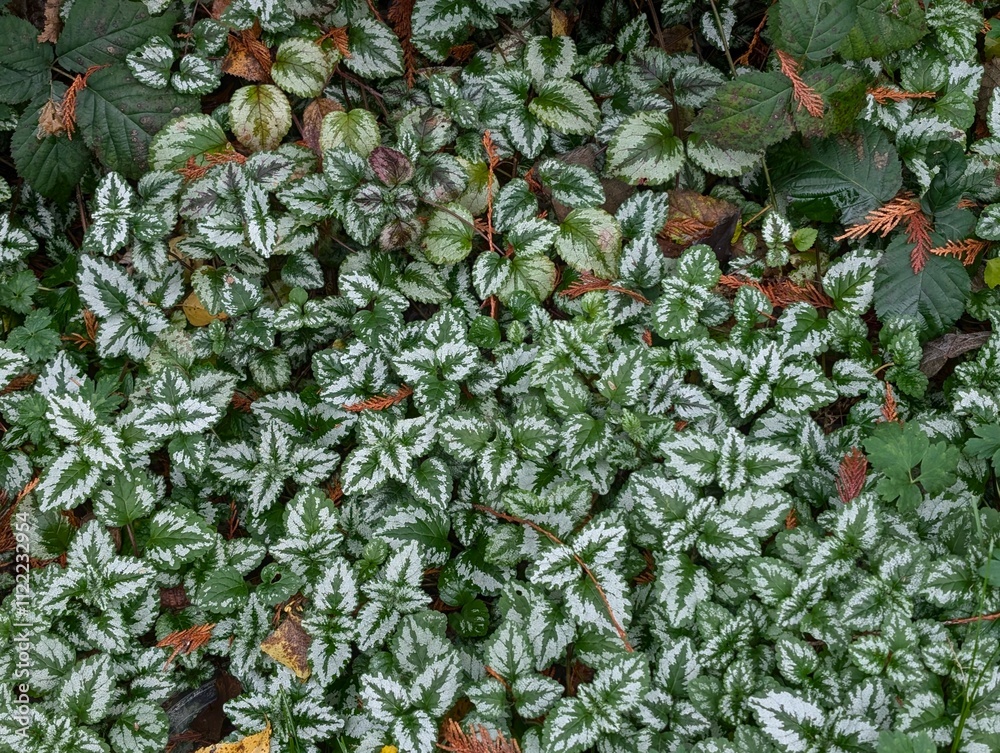 Obraz premium The leaves of Lamium Beacon Silver in the garden. Greenery nettle. Lamium, Artillary Plant, Golden Dead Nettle