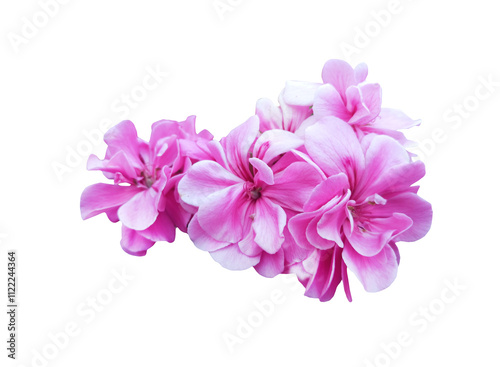 pink geranium flower isolated on white background with clipping path.
