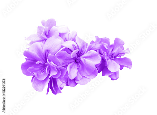 pink geranium flower isolated on white background with clipping path.