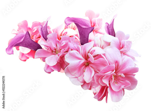 pink geranium flower isolated on white background with clipping path.