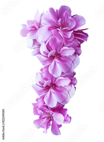 pink geranium flower isolated on white background with clipping path.