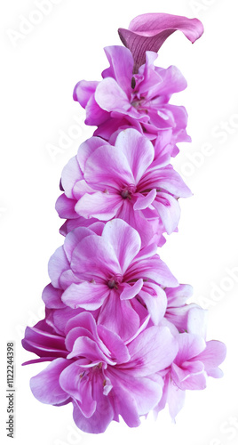 pink geranium flower isolated on white background with clipping path.