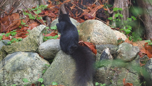 North American Black Squirrel photo