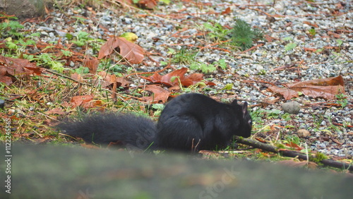 North American Black Squirrel