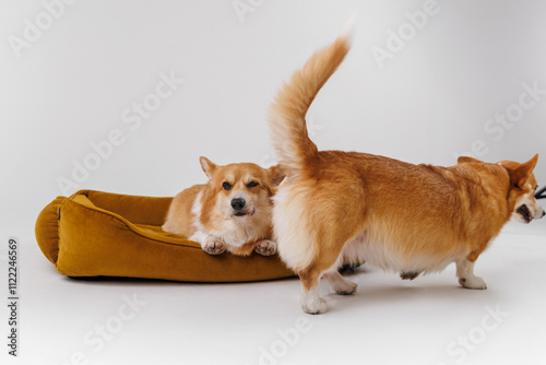 Two playful Corgi dogs interacting, one resting on a cozy dog bed, and the other moving away photo