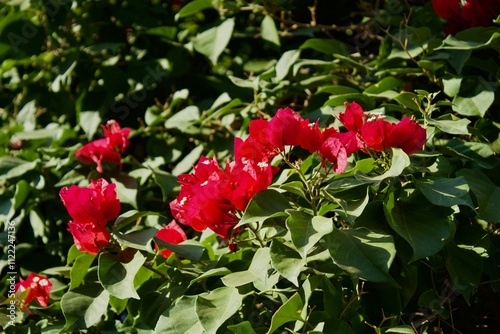 red flowers