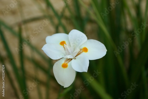 white flower
