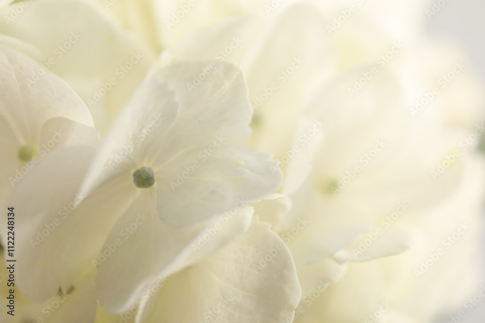 Obraz premium Beautiful white hydrangea flower as background, closeup