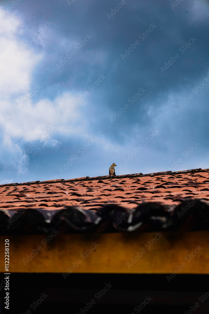 Naklejka premium Guira Cuckoo Resting on a Roof